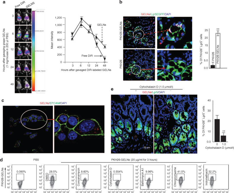 Grape exosome-like nanoparticles are taken up by Lgr5+ intestinal stem cells and epithelial CT26 cells; uptake is time-dependent and inhibitor-sensitive in both in vivo and in vitro models.